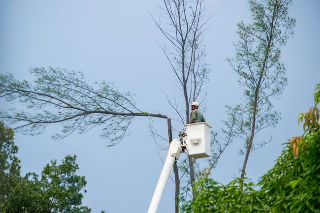 Crane tree removal Rhode Island