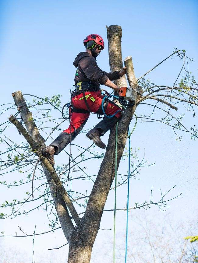 warwick tree service