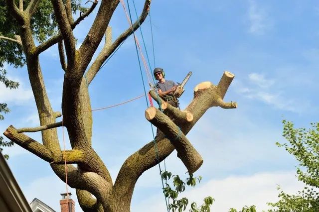 Tree Trimming