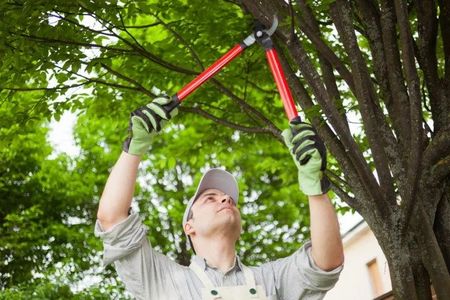 Tree Cutting