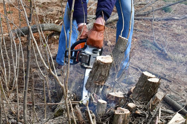 Shrub removal service Warwick RI