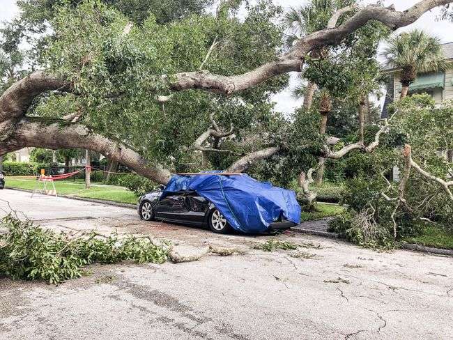 Tree removal after storm damage