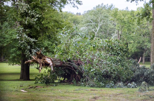 Removal of fallen tree in a yard in Rhode Island